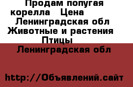 Продам попугая корелла › Цена ­ 4 000 - Ленинградская обл. Животные и растения » Птицы   . Ленинградская обл.